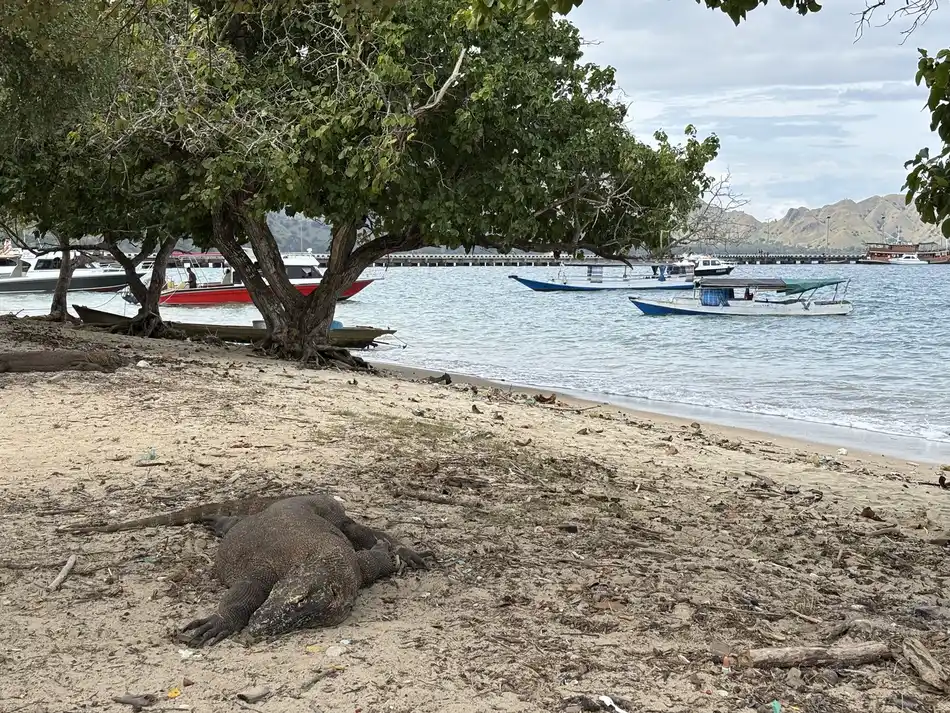 A Komodo dragon resting under a tree on the beach at Komodo Island, with local boats anchored in the bay behind